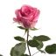 rosebudday