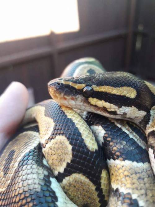 glitterslither:Posin’SHE’S SO PRETTY I LOVE