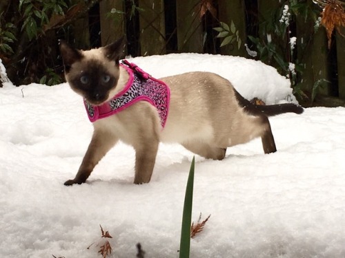 your-obedient-phantom: GUYS LOOK AT MY AUNT’S KITTY SHE’S SUCH A MODEL