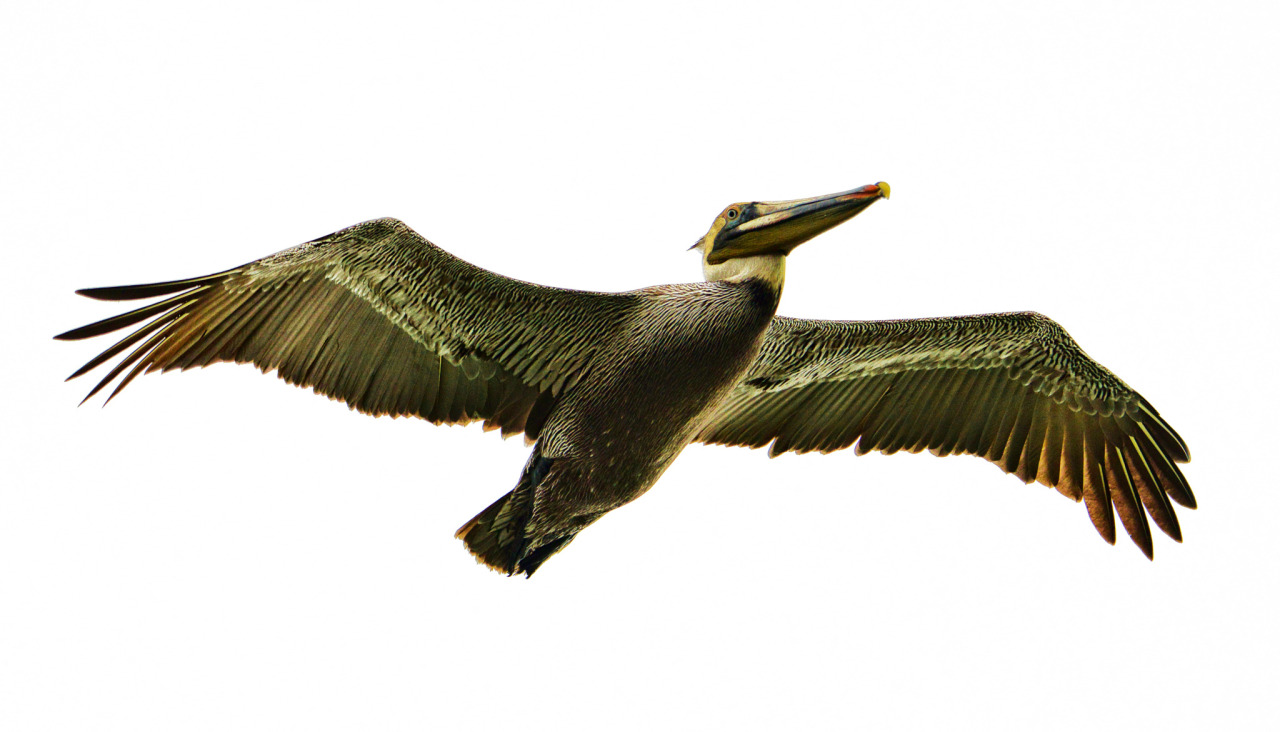 euph0r14:  nature | Pelican Encounter | by jeffclow | http://ift.tt/1K4qSsL 