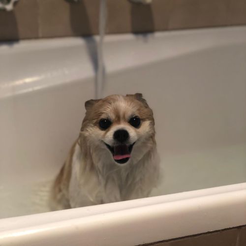 Cooling off on this warm spring day . . . #pomeranian #chihuahua #pomchi #chipom #chiranian #pomahua