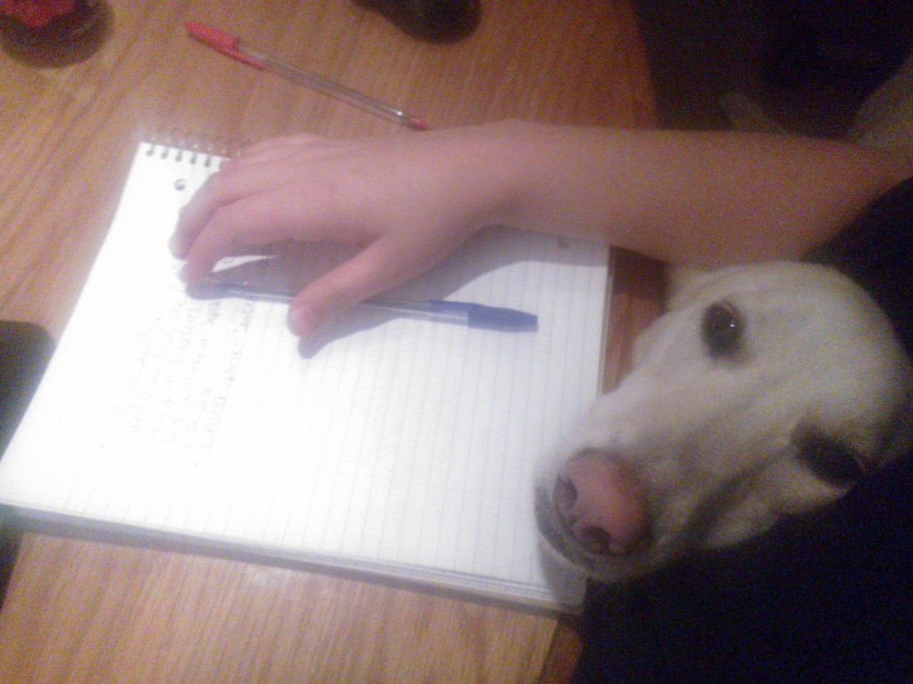 &ldquo;I see that you&rsquo;re doing classwork. Can I interest you in petting