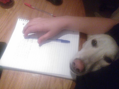 “I see that you’re doing classwork. Can I interest you in petting me instead?”