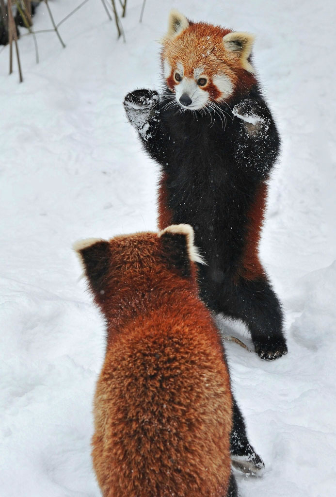 magicalnaturetour:  Two adorable small pandas playing in the snow. Photographer Josef