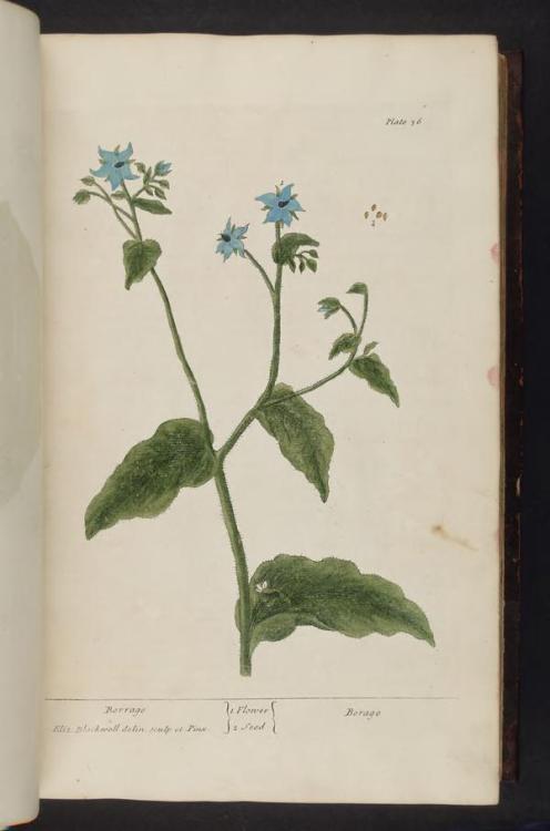 heaveninawildflower:  Borage. Illustration taken from ‘A Curious Herbal’ by Elizabeth Blackwell. Pub