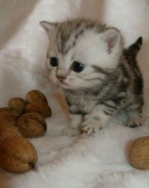 butterscotchbubblegumdrops:Instead election drama, please take a break and enjoy these tiny animals.