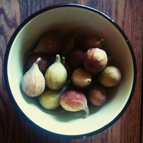 Today’s Fig Harvest:
Beat the birds to the harvest today! Check out our figs. We still have about 200 figs ripening on the tree and have lost about 50 or so to the birds and squirrels.