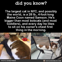 drinking-tea-at-midnight:  queeringfeministreality:  hollowedskin:  sysichi:  did-you-kno:  The largest cat in NYC, and possibly the world, is a 28 lb., 4-foot-long  Maine Coon named Samson. He’s  bigger than most bobcats (and most  toddlers), and every