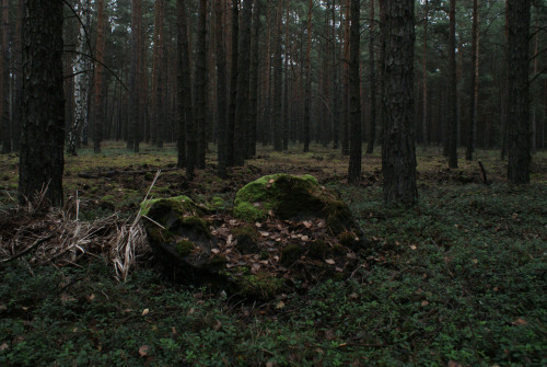 novemberkind: Herbst im Walde Brandenburg (Germany)