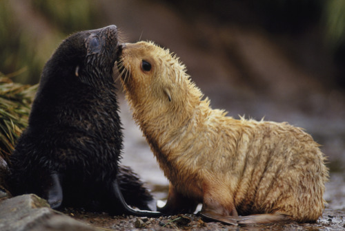 Porn photo trynottodrown:  Antarctic fur seal pups,