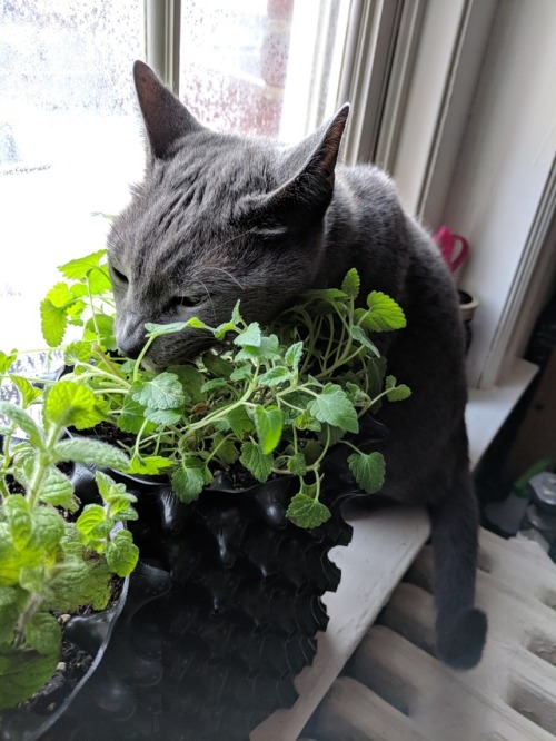 sudosuccess: Kitty on the catnip. I like the way his ears turn back when he buries his face in the p