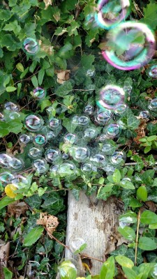 thunderpaw4417:  Bubbles caught in a spider web @sixpenceee 