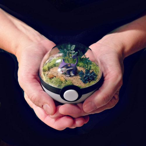 pxlbyte: Poké Ball Terrariums I wasn’t even aware that this was a thing, but you can apparently buy