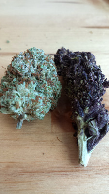 nohandsbicycleco:gods gift on the left and black magic on the right.