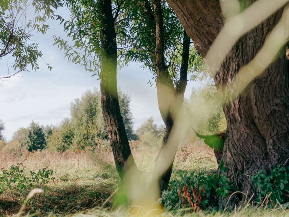 klaasfoto: Hide and Seek, 2016  I tried to teach the herd how to play hide and seek