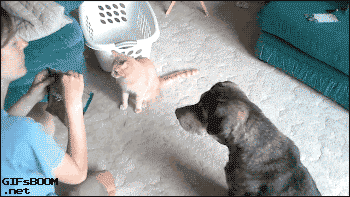 gifsboom:  The family that high fives together 