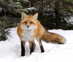 beautiful-wildlife:  Red by Megan Lorenz