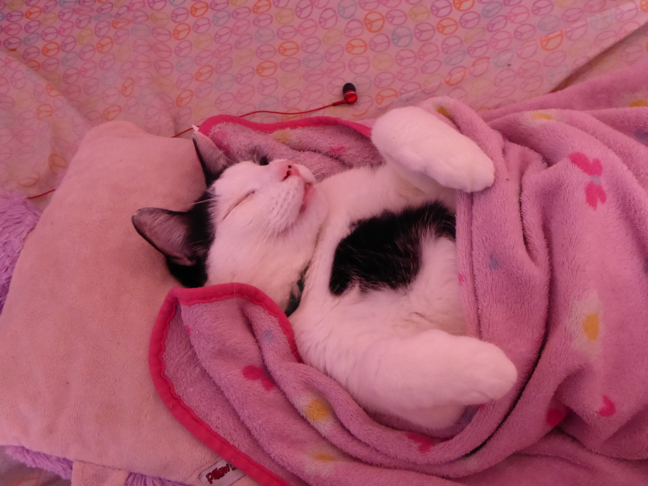 experiment-ichi:  He really is a spoiled baby.  