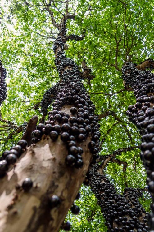 The tree that grows fruit on its trunkThe Jabuticaba is an unusual name for an equally unusual-looki