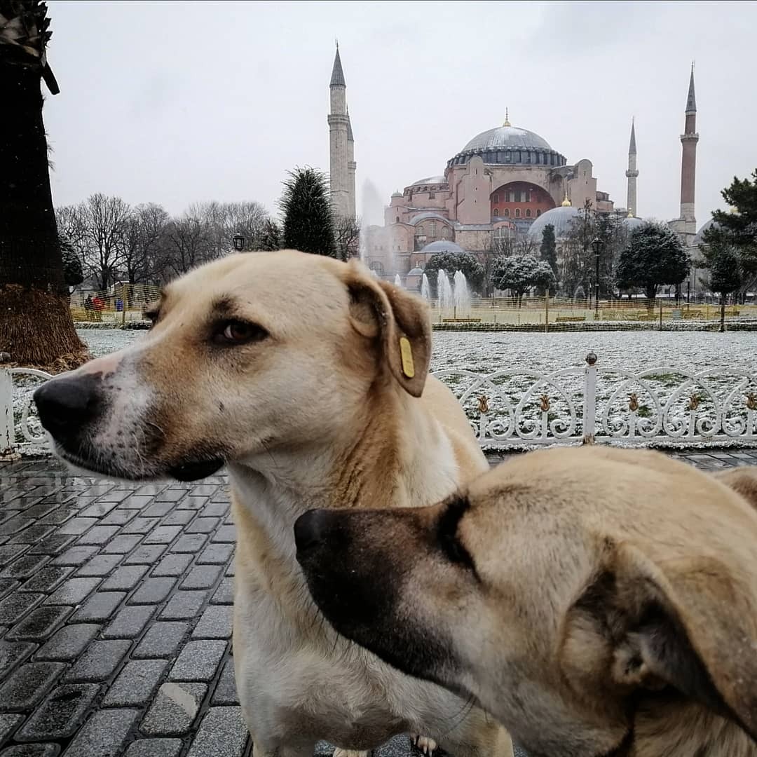 Istanbul per italiani