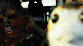 mcavoy:Porgs in The Last Jedi 
