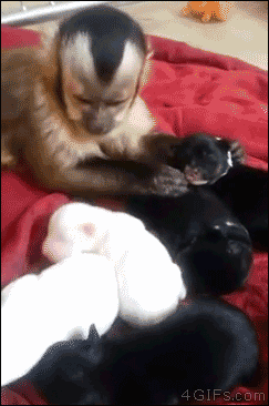 Monkey enjoys petting puppies