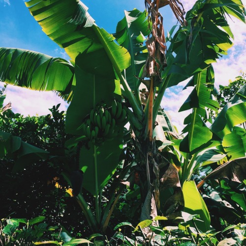atropicalserenity:  Chinacotá, Colombia