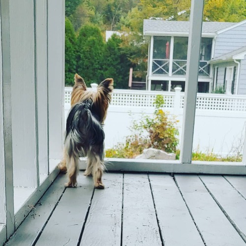 Morning paw patrol around the back porch - this one&rsquo;s gotta monitor the yard for potential