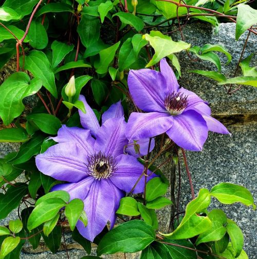 Eternal Sunshine of the Spotless Vine. #flowers #vineflowers #flowersinurbia #floral #fleur #fleuris