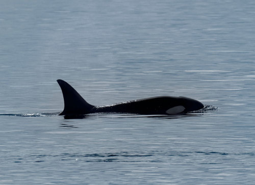 I went on a whale watch yesterday. Many beautiful critters. (bull orca was ID’d as T060C) Computer a