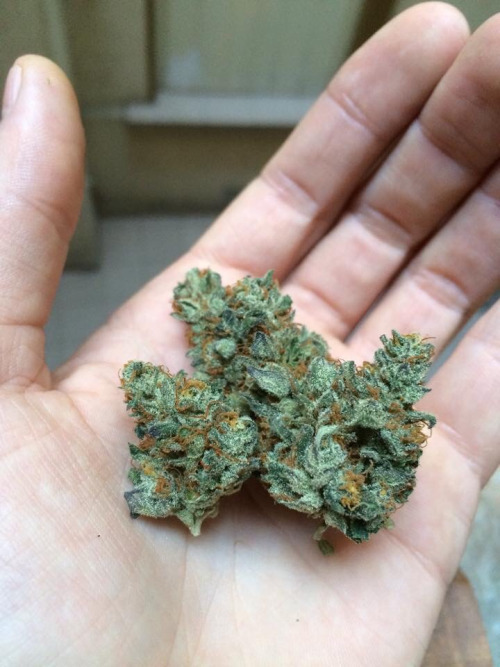 marihuanalegal:  Photo http://ift.tt/1GTSQEI