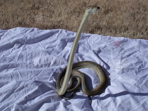 adorablesnakes: i-m-snek: Oh. My god. She porn pictures