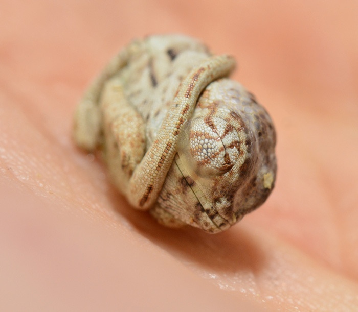 the-awesome-quotes:    Seconds-Old Baby Chameleon Doesn’t Realize He’s Out Of