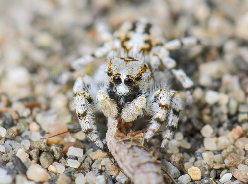 spiders-spiders-spiders - dune predator by Marshal Hedin on...