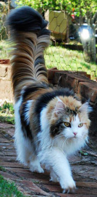 srsfunny:  The Tail Of This Cat Is My Spirit Animalhttp://srsfunny.tumblr.com/  Tail game on point.