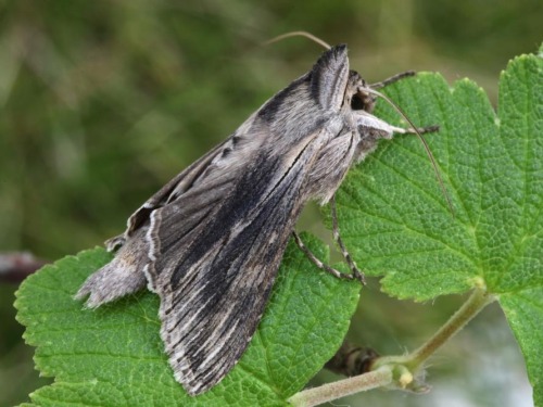 Did Yall Know Theres A Moth That Looks Like A Shark?