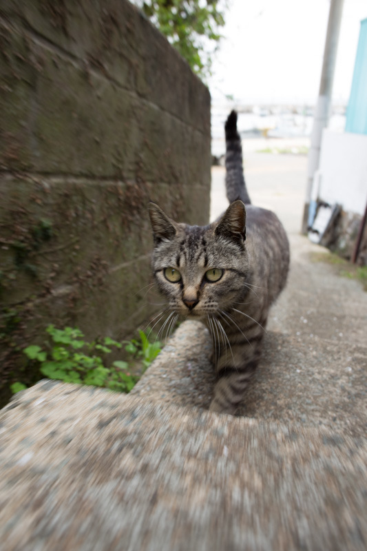 pedalfar:  EF24mmF2,8IS雑感 - 猫に逢いに行こう
