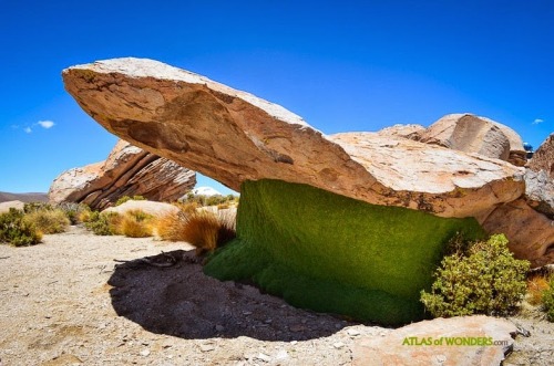 coolthingoftheday:While these may look like regular moss-covered rocks to you, they’re not - they’re