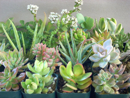 Succulent Plants 6 Live Potted Plants$15[x]