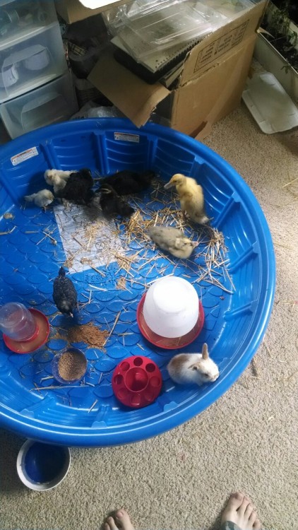 catchaglimpseofalleble:  have-notebook-will-travel:  This is what happens when I have money during spring.  We have Pikachu, Beefsquatch, Gene, Tina, Dina, Ducky, Bedhead Fred, Maynard the Mallard, Fred and George, Sgt Major Orscheln, and Rabbert Downey