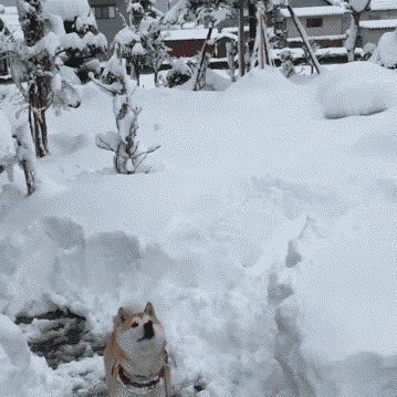 nomellamesfriki:  Las Navidades del Shiba Inu :3