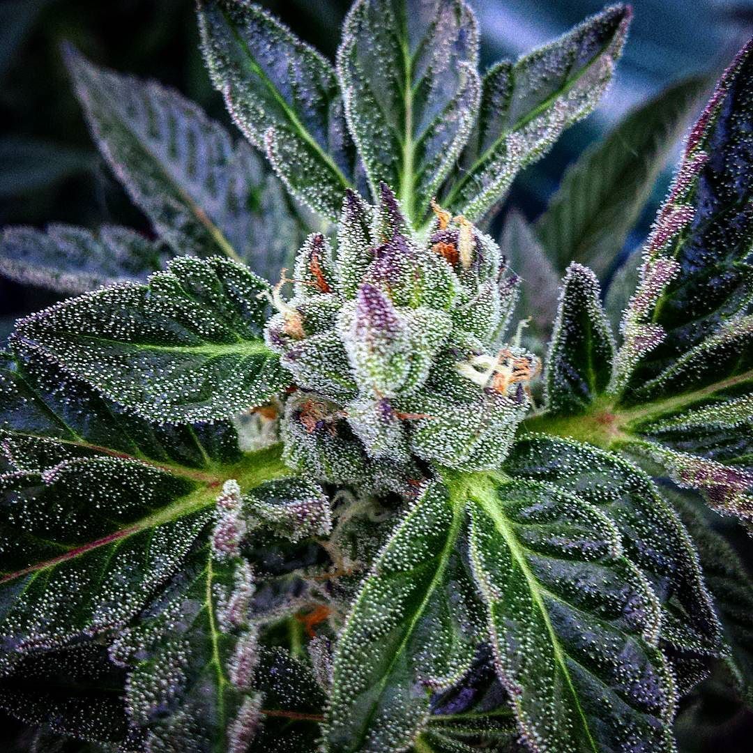 weedporndaily:  SpringCrop #CherryPie by @calcodankster
