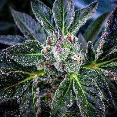 weedporndaily:  SpringCrop #CherryPie by @calcodankster