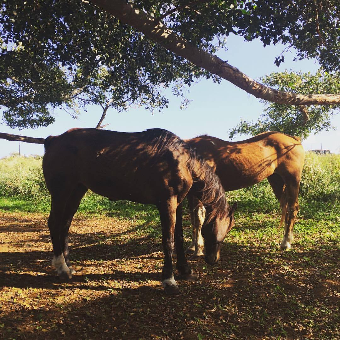 #cherrycrush #mycherrycrush #horse #walking #travel #Hawaii