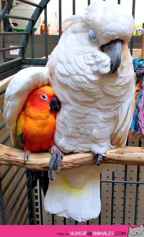 4risas:   Loro protector  @AdorableBipolar