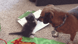 aplacetolovedogs:  Stay still doggie, I can patz please! Stop moving kitty, I canz boop your nose! For more cute dogs and puppies