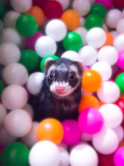 ferrets in ball pit