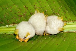 death-by-lulz:  gingersnp: The fact that in the world there exists tiny cotton ball bats in tiny bat communities that cling to the bottom of folded leaves makes all the shitty stuff that exists totally ok. Honduran White Bats is the cutest. 