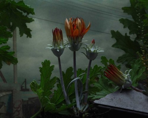 anarchy-of-thought:Weeds and Flowers Recast as Shadowy Subjects in Daniel Shipp’s Dramatic Pho