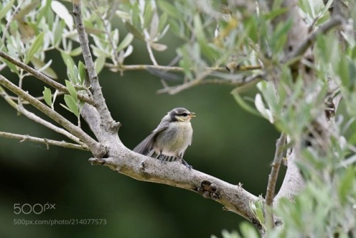 Contemplation II by ThierryRossier